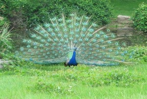 peacock-dance-2
