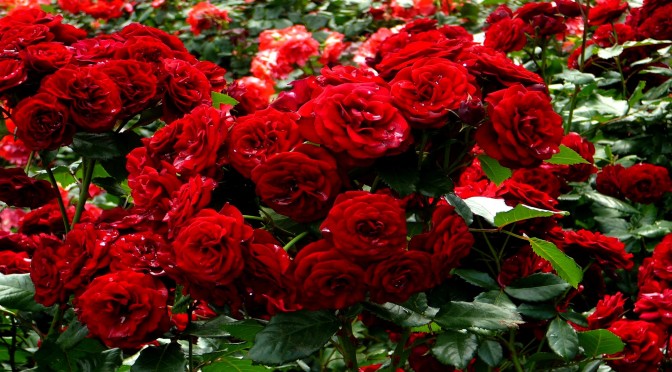roses-garden20
