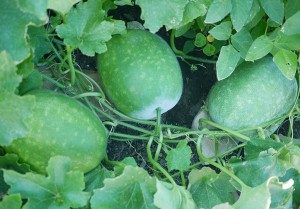 Winter-Melon-Plant