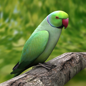 Indian-Parrot-01