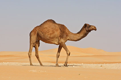 camel-09